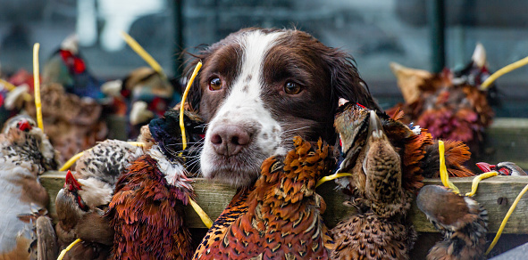 Tired Spaniel guarding the kill at the end of a days gamebird shoot