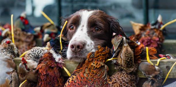 Job well done... Tired Spaniel guarding the kill at the end of a days gamebird shoot grouse stock pictures, royalty-free photos & images