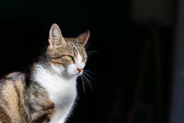 istock Striped and white cat on black 1808259013