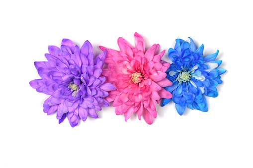 Pink, blue and purple chrysanthemum flowers (Chrysanthemum indicum) isolated on white background. High resolution photo. Full depth of field.