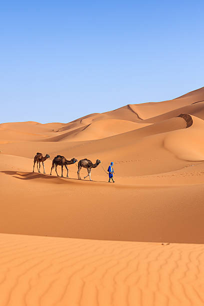 giovane tuareg con il cammello nel deserto del sahara occidentale dell'africa - morocco desert camel africa foto e immagini stock