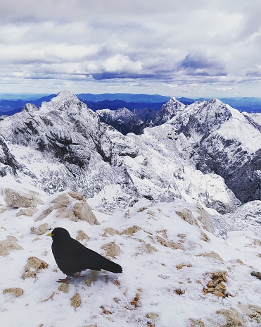 Black bird on top of the snowy mountain