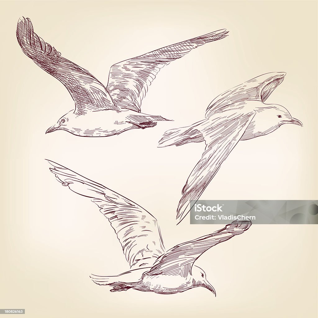 seagulls set hand drawn vector llustration seagulls set hand drawn vector llustration realistic sketch Engraved Image stock vector