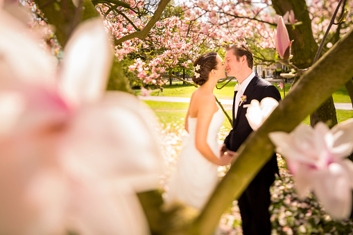 Portrait of kissing bride and groom in park under magnolia tree