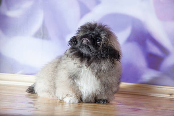istock Pekinese puppy 180826281
