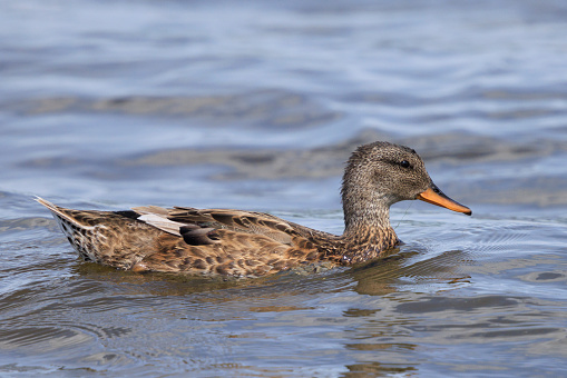 A gadwall, Mareca strepera, dabling duck female, swimming towards the camera.