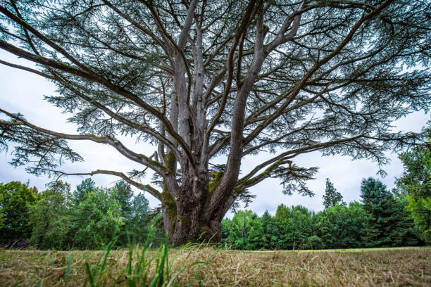 Big old Scots pine tree Pinus sylvestris with large tree trunk on a field