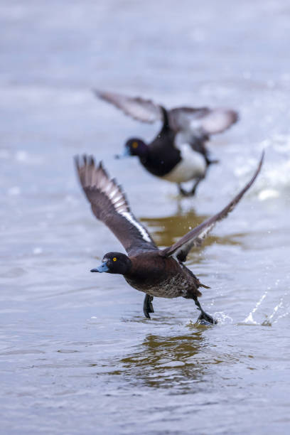 istock Tufted duck, Aythya fuligula, swimming 1808264421