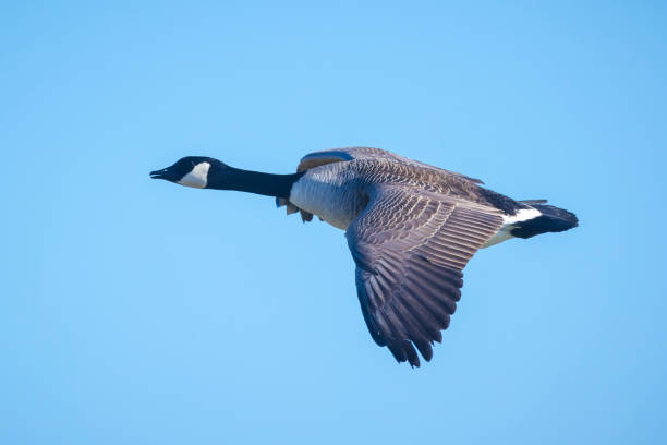 istock Canadian goose Branta canadensis in flight migrating 1808264944