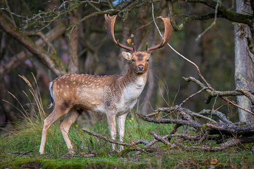Fallow deer Dama Dama stag walking in a forest. The nature colors are clearly visible on the background, selective focus is used.