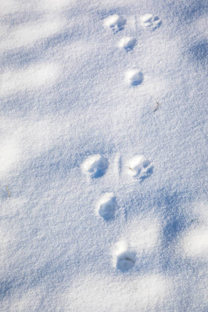 Traces of an animal in a snow field