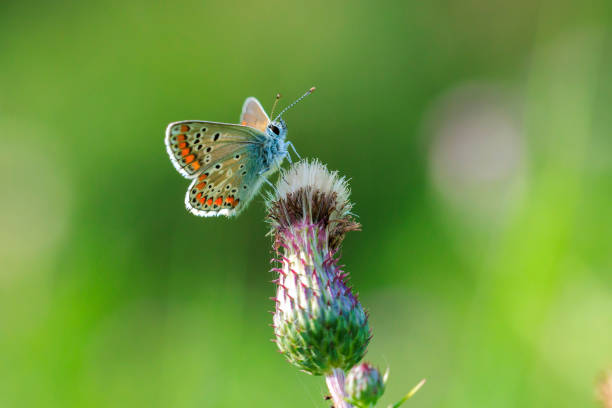 istock brown argus butterfly, Aricia agestis, top view, open wings 1808265503