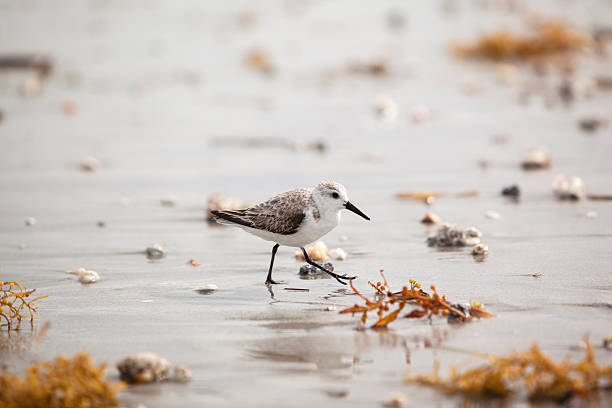 Solitary Sandpiper on the beach