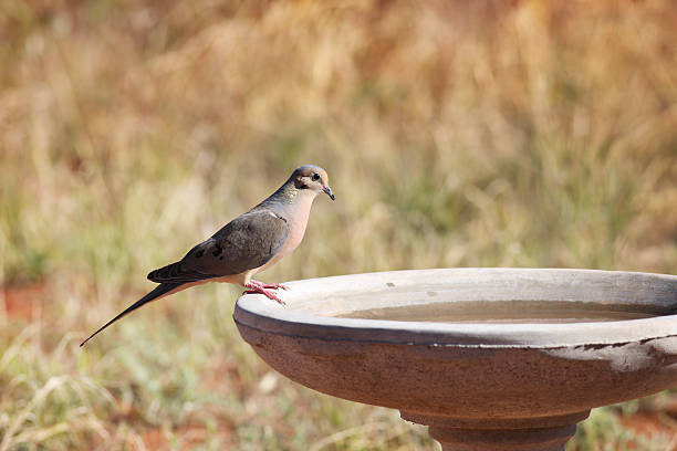 istock Mourning Dove Bird Zenaida macroura 180826635