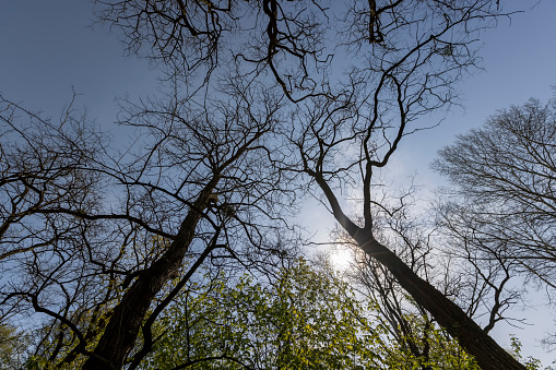 acacia tree in the spring season, spring park with trees with the first green foliage in sunny weather