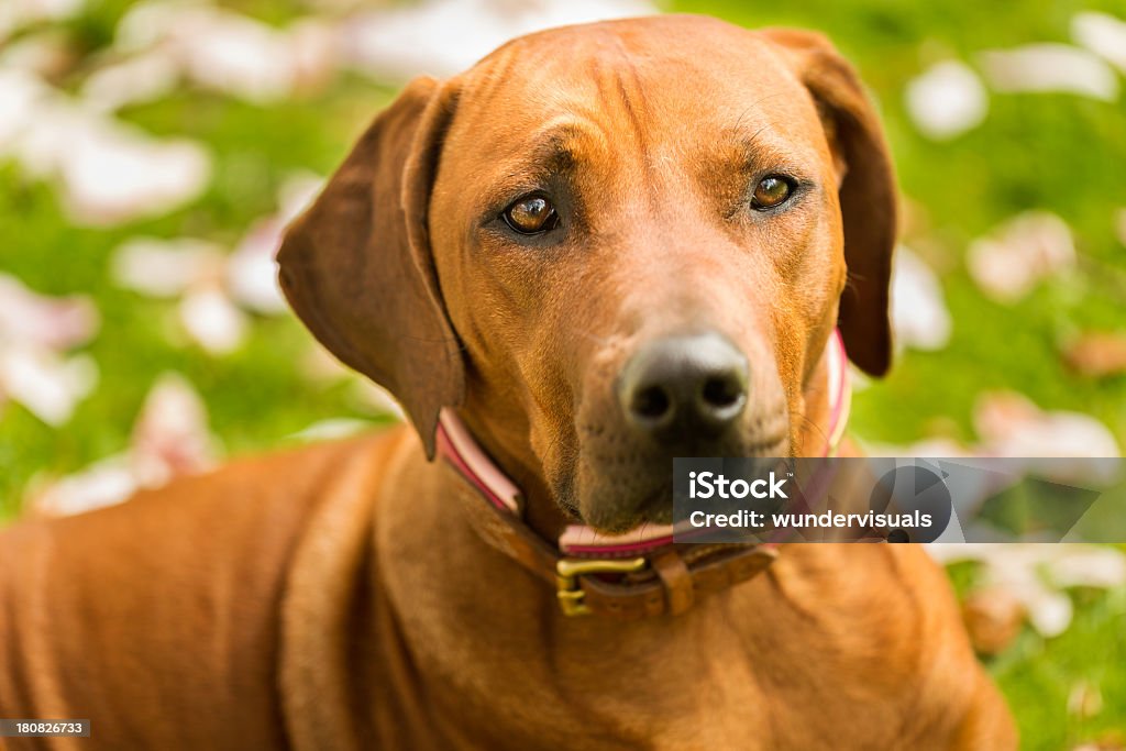 Rhodesian Ridgeback Sdraiato su un erba - Foto stock royalty-free di Rhodesian ridgeback