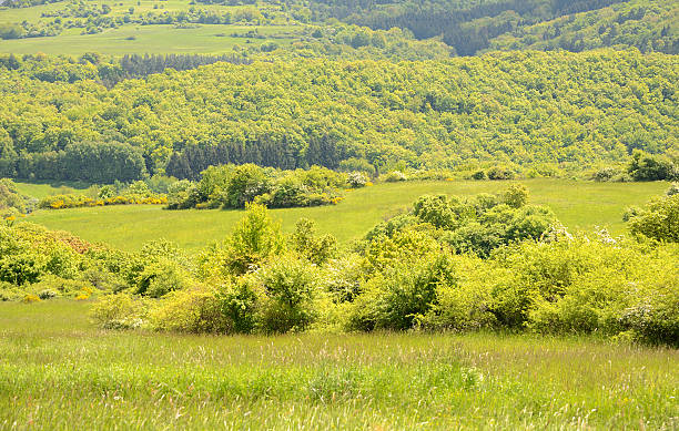 istock Green wooded valley in moody light 180826747