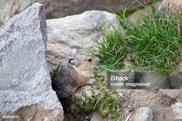 American Pika Stockfoto und mehr Bilder von Bedrohte Tierart - Bedrohte Tierart, Provinz Alberta, Bau