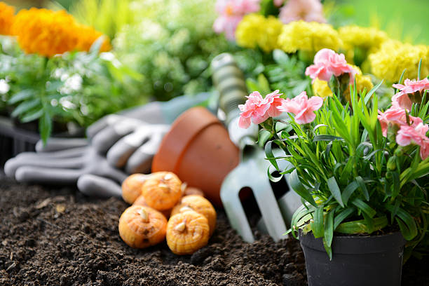 istock flowers in the garden 180826776