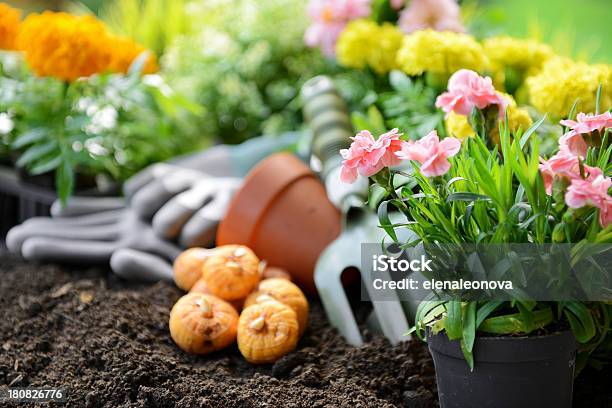 Flowers In The Garden Stock Photo - Download Image Now - Beauty, Beauty In Nature, Blossom