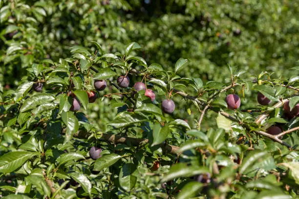 ripe harvest of large cherry plum in the summer, cherry plum trees with ripening berries