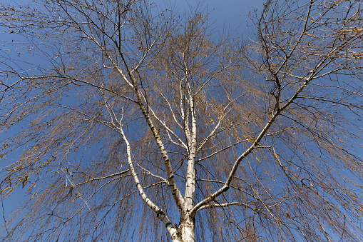 a birch tree without foliage in the spring season, a beautiful birch during spring flowering
