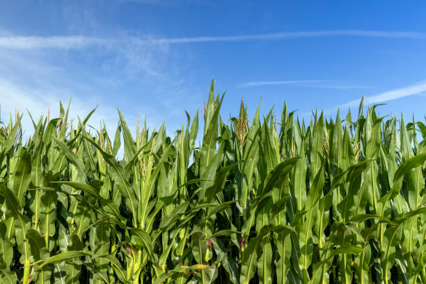 istock green corn during flowering in summer 1808268783