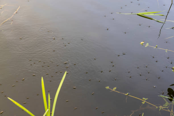 istock water with waves in the river in summer with green grass 1808268869