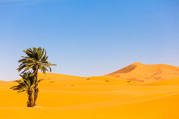 istock Palm Trees in the Sahara Desert, Morocco 180826949
