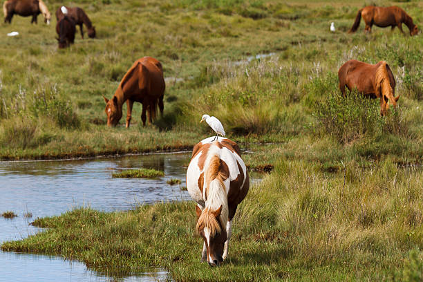 istock Chincoteague Ponies Grazing 180826991
