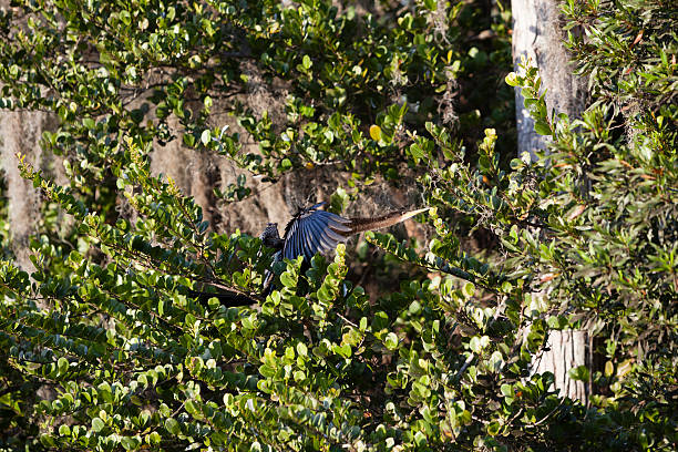 istock Anhinga in the Everglades National Park 180827115