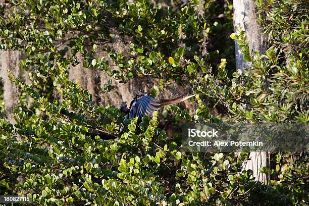 Anhinga No Parque Nacional De Everglades - Fotografias de stock e mais imagens de Abraçar Árvore - Abraçar Árvore, Ambientalista, Animal