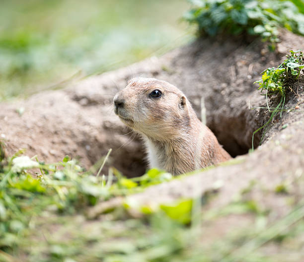 istock Groundhogs peaking out of its Den 180827159