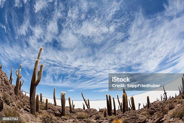 Cacti 굴절률은 우유니 염호 볼리비아 0명에 대한 스톡 사진 및 기타 이미지 - 0명, 2차 도형, Isla Incahuasi