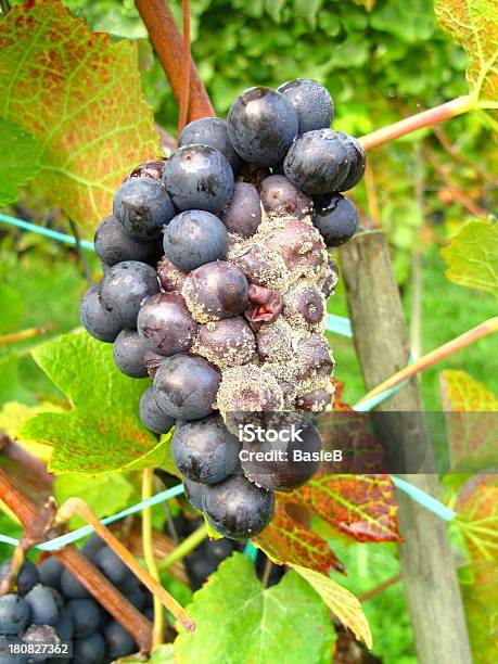 Blaue Weintrauben Und Schimmel Stockfoto und mehr Bilder von Grauschimmelfäule - Grauschimmelfäule, Traube, Schimmel - Pilz