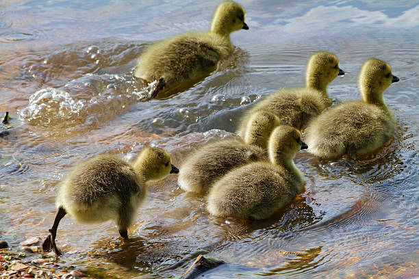 seis canadá, ganso goslings toque para a água - bird animal flock of birds number 6 - fotografias e filmes do acervo