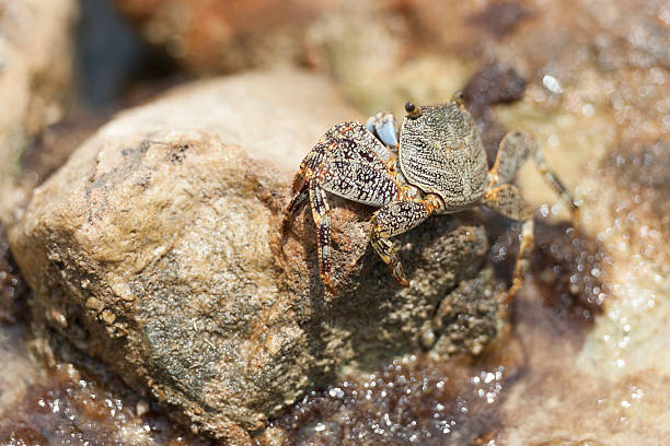 istock crab on a rock in the caribbean 180827370