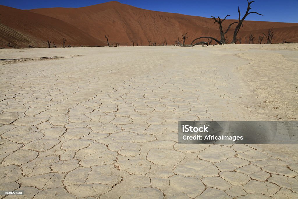 Rachado terra, Deadvlei, Namíbia, África - Foto de stock de Acácia royalty-free