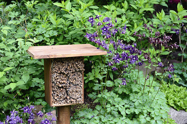 Insektenhotel - hotel for insects made of reed. a house of different kinds of insects in a garden. insect shelter. Blue Columbine flower around.