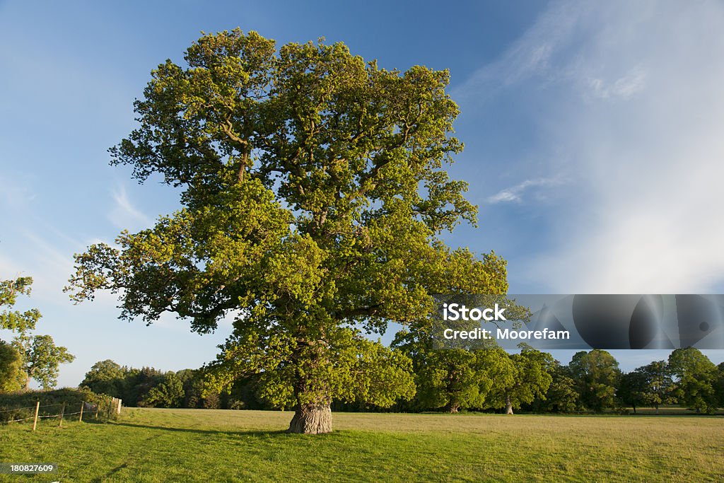 Grande inglese Albero di quercia in un campo al tramonto - Foto stock royalty-free di Ambientazione esterna