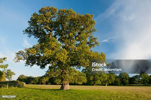 Grande Inglese Albero Di Quercia In Un Campo Al Tramonto - Fotografie stock e altre immagini di Ambientazione esterna