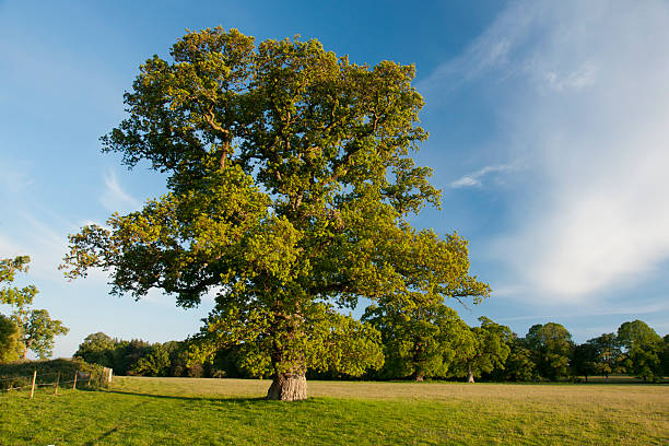 istock Large English oak tree at sunset in a field 180827609