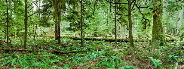 Catedral grove panorama da floresta - foto de acervo