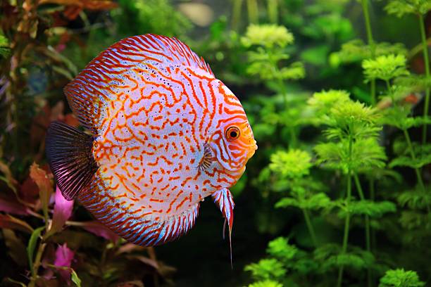 Discus (Symphysodon), multi-colored cichlid in the aquarium Discus (Symphysodon), multi-colored cichlid in the aquarium, the freshwater fish native to the Amazon River basin discus fish symphysodon stock pictures, royalty-free photos & images