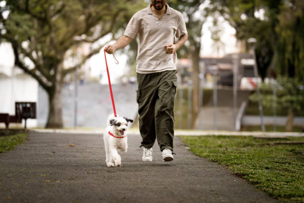 istock Man walking with his dog on the park 1808276378