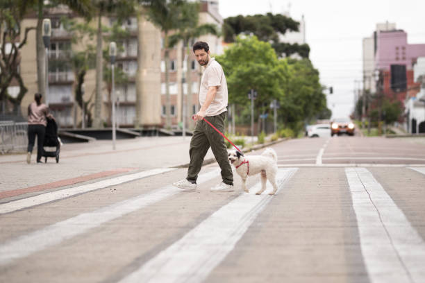 istock Dog going on a walk with it's owner 1808276924
