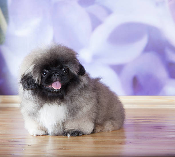 istock Pekinese puppy 180827811