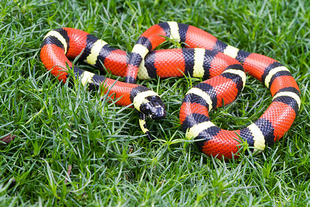 istock Pueblan Milk Snake 180827893