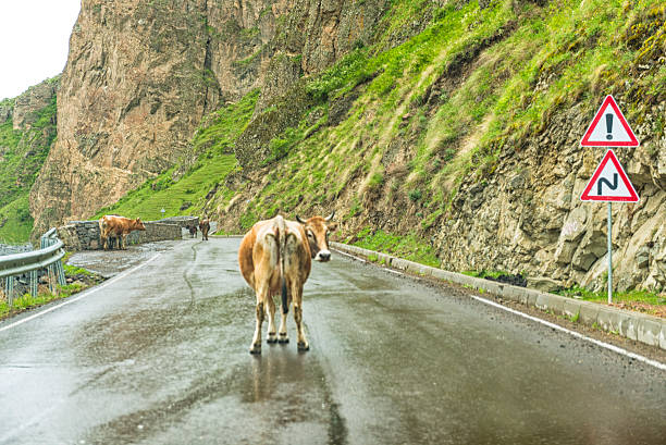 istock Cow on the road 180828127