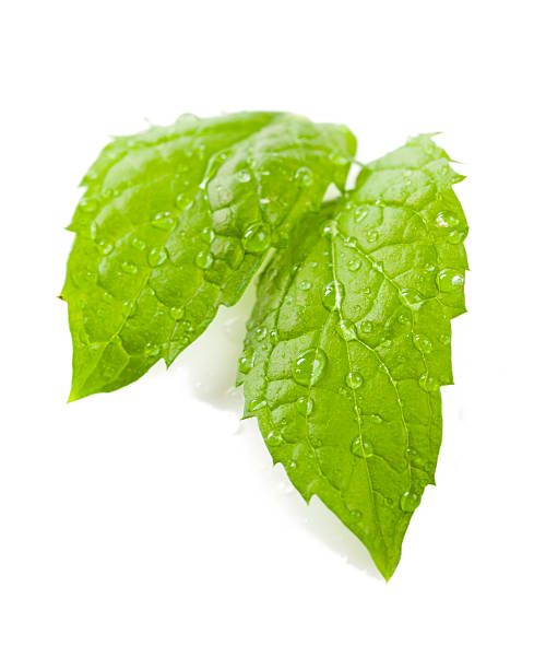 wet menta fresca - mint peppermint water leaf foto e immagini stock